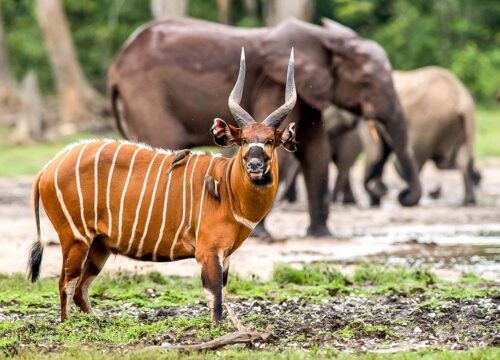 THE LOBEKE NATIONAL PARK