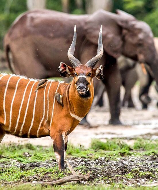 Bafia Wild Reserve
