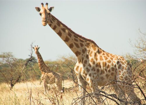 Waza national park