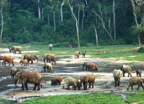 The Nki Reserve