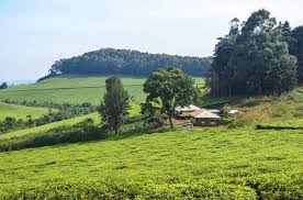 Ndu Tea Plantation