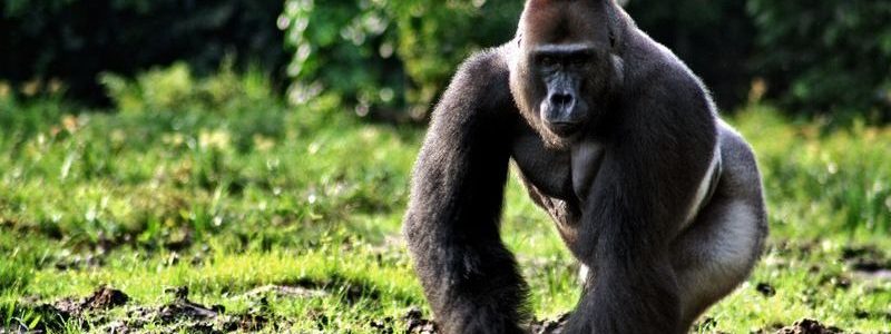 Cameroon_gorilla-q2aqz9nmxdx7witvk8wnu7y6huwuzmx0w5raed0syo